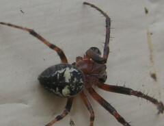 Araneus nordmanni