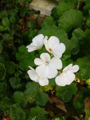 Pelargonium