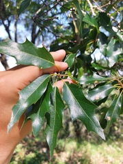 Quercus canbyi