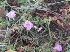 Agalinis heterophylla