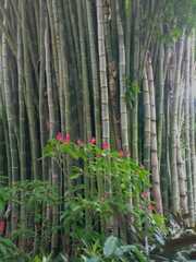 Phyllostachys edulis