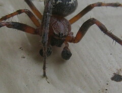 Araneus nordmanni