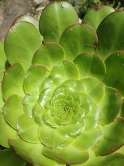 Aeonium ciliatum