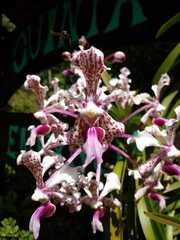Vanda tricolor suavis