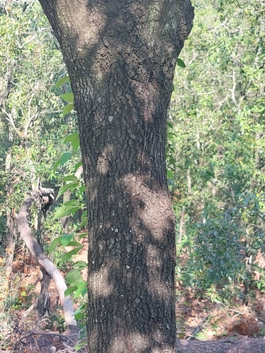 Mexican red oak