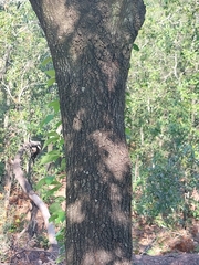 Quercus canbyi