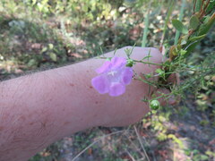 Agalinis heterophylla