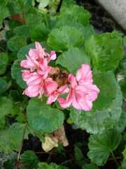 Pelargonium × hybridum