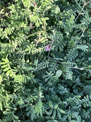 Tephrosia lindheimeri