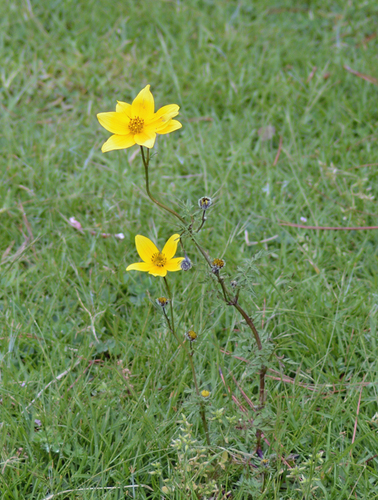 Bidens serrulata, photograph 1