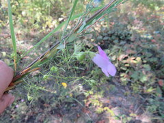 Agalinis heterophylla
