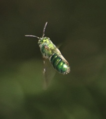 Agapostemon sericeus