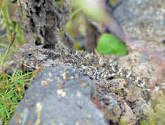 Phrynosoma orbiculare