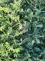 Tephrosia lindheimeri