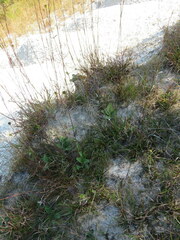 Helianthus occidentalis