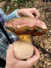 Rubroboletus eastwoodiae