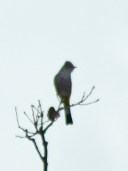 Ptiliogonys cinereus