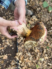 Rubroboletus eastwoodiae