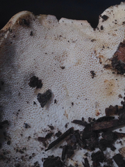 Albatrellaceae