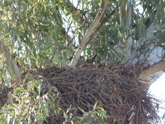 Falco femoralis