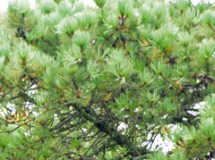Pinus hartwegii