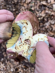 Rubroboletus eastwoodiae