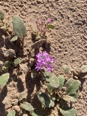 Abronia villosa
