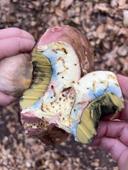 Rubroboletus eastwoodiae