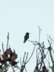 Eugenes fulgens