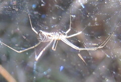 Neriene radiata