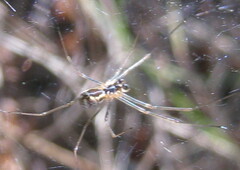 Neriene radiata