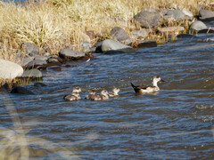 Lophonetta specularioides