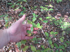 Forestiera ligustrina
