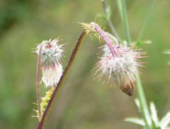 Cirsium subcoriaceum