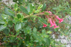 Escallonia rubra