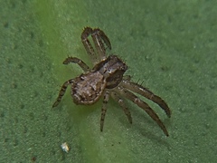 Xysticus cristatus