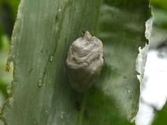 Polybia bistriata