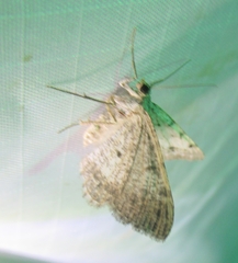 Frederickia nigricomma