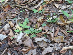 Packera obovata