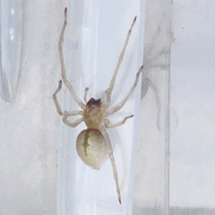 Cheiracanthium inclusum