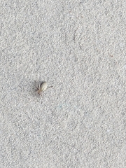 Cheiracanthium inclusum