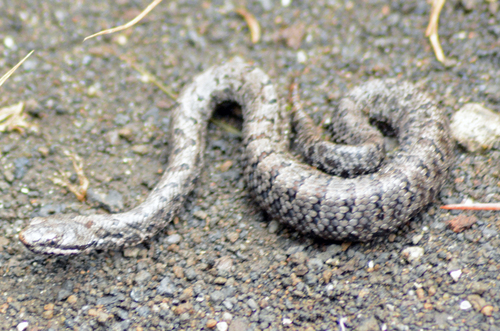 Cross-banded Mountain Rattlesnake, Crotalus transversus