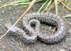 Crotalus transversus