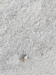 Cheiracanthium inclusum