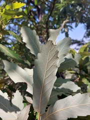 Quercus laeta