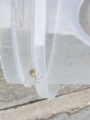 Cheiracanthium inclusum