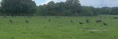 Meleagris gallopavo osceola