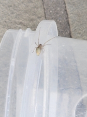 Cheiracanthium inclusum