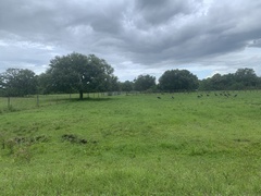 Meleagris gallopavo osceola