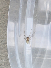 Cheiracanthium inclusum